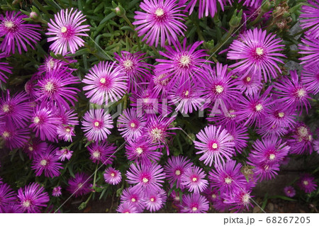 屋外に咲いた孔雀アスターの花の写真素材 6675