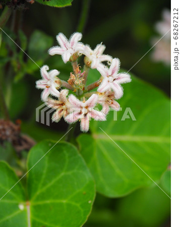 ガガイモ 68267212