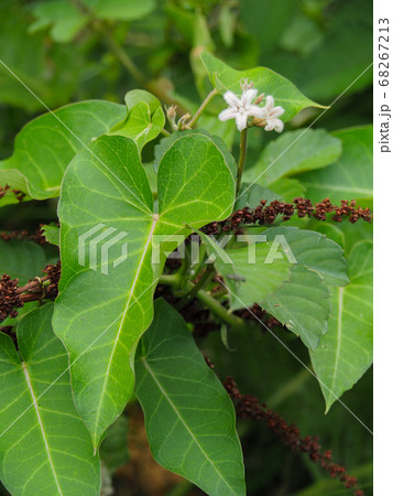 ガガイモ 68267213