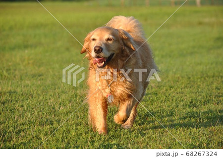 朝露に濡れた犬 朝露に濡れた犬 68267324