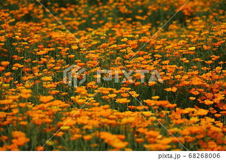あたり一面に咲くオレンジの花 あたり一面に咲くオレンジの花 68268006