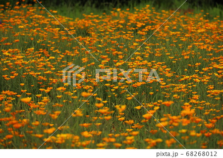 あたり一面に咲くオレンジの花 68268012
