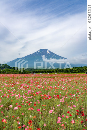 ポピーが咲く初夏の花の都公園 ポピーが咲く初夏の花の都公園 68268315