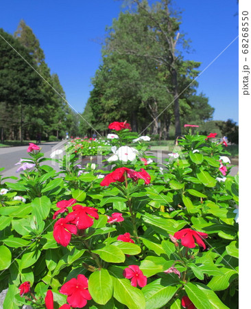 日日草咲く秋の水元公園風景 日日草咲く秋の水元公園風景 68268550
