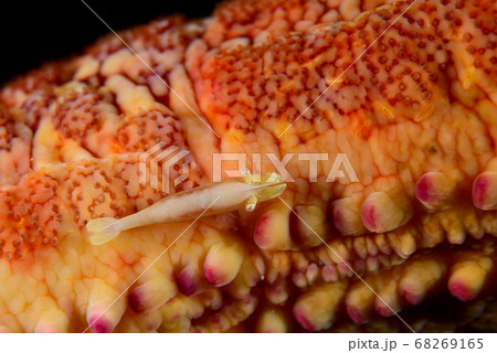 ヒトデヤドリエビ ヒトデヤドリエビ 68269165