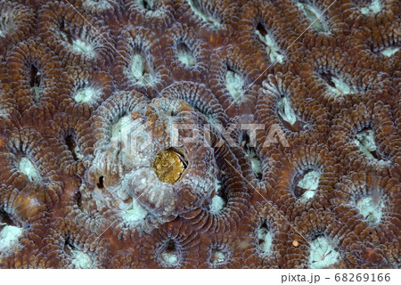 キクメイシに住むサンゴヤドリガニの仲間 68269166