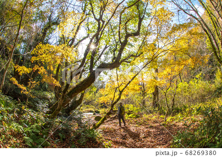 大山 木谷沢渓流の秋景色 68269380