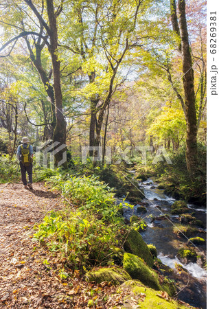 大山 木谷沢渓流の秋景色 68269381
