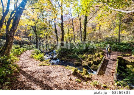 大山 木谷沢渓流の秋景色 大山 木谷沢渓流の秋景色 68269382