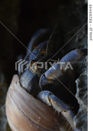 沖縄のムラサキオカヤドカリ 沖縄のムラサキオカヤドカリ 68269449