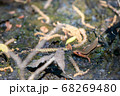 ニホントカゲ 68269480