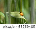 さなぎから成虫になったばかりのてんとう虫 68269485