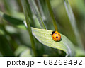 さなぎから成虫になったばかりのてんとう虫 68269492