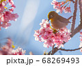 河津桜の蜜を吸うメジロ 68269493