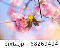 羽ばたくメジロ 68269494