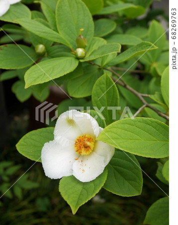 ナツツバキ Stewartia pseudocamellia ナツツバキ Stewartia pseudocamellia 68269763