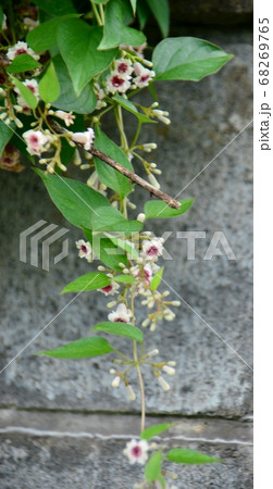 小さなヘクソカズラの花アップ 小さなヘクソカズラの花アップ 68269765