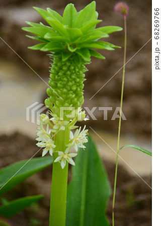 白い花の咲き始めたパイナップルリリーの写真素材 白い花の咲き始めたパイナップルリリーの写真素材
