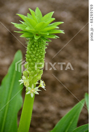 白い花の咲き始めたパイナップルリリーの写真素材