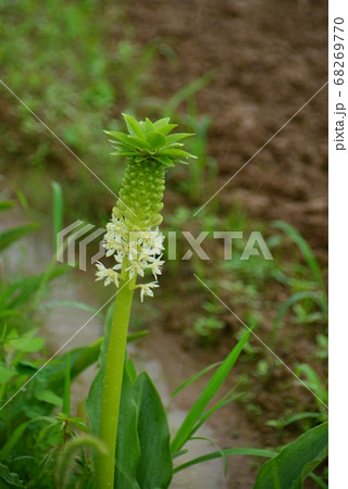 白い花の咲き始めたパイナップルリリーの写真素材