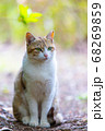 瞳のきれいな野良猫 68269859