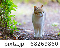 猫 68269860