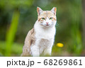 見つめる野良猫 68269861