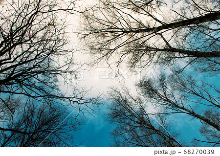 Bare tree branches and treetops on background of 68270039