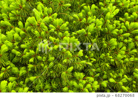 Spruce conica young green sprouts concept natural Spruce conica young green sprouts concept natural 68270068