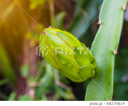 The dragon fruit bud shoots on a branch in the farm The dragon fruit bud shoots on a branch in the farm 68270614
