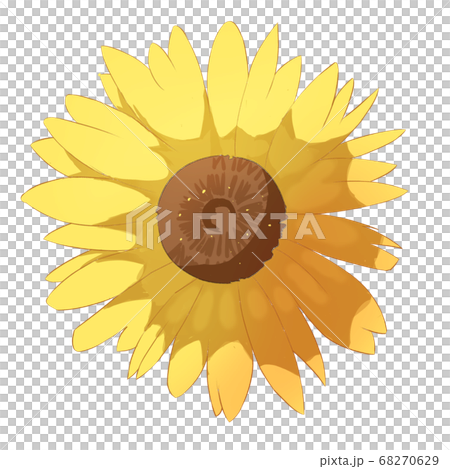 向日葵の花 68270629