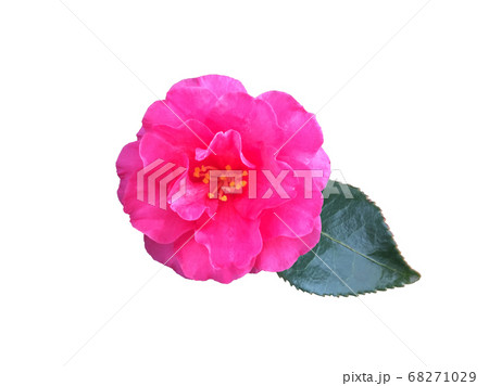 サザンカの花 カンツバキ 切り抜きの写真素材