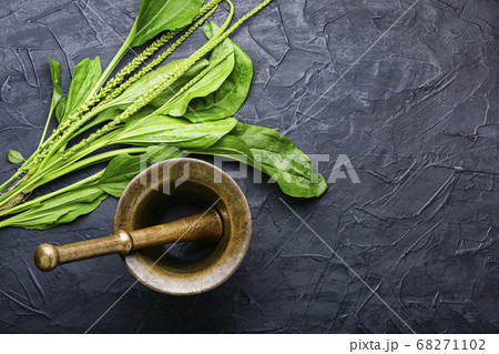 Plantain in herbal medicine Plantain in herbal medicine 68271102