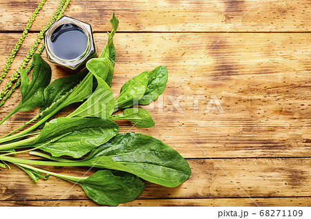 Plantain in herbal medicine 68271109