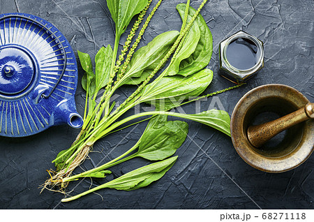 Plantain in herbal medicine 68271118