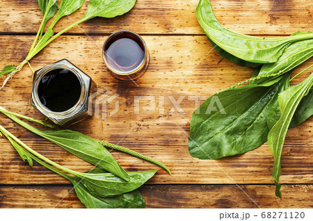 Plantain in herbal medicine Plantain in herbal medicine 68271120