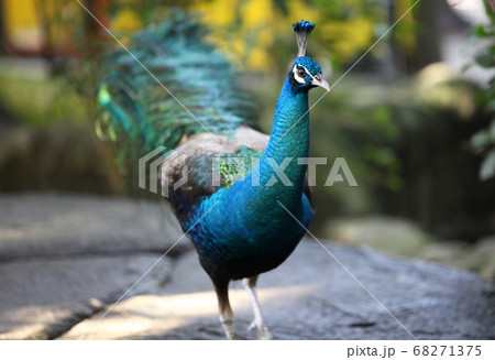 Peacock with a long neck and a luxurious plumage 68271375