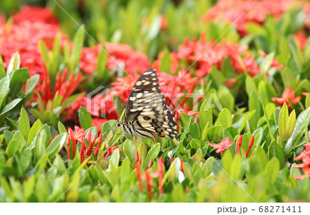Butterfly pollinating flowers, Thailand Butterfly pollinating flowers, Thailand 68271411