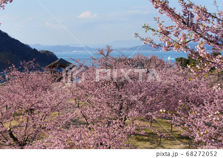上関城山歴史公園の河津桜と室津半島 上関城山歴史公園の河津桜と室津半島 68272052