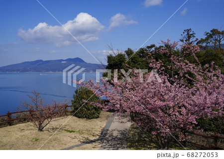 上関城山歴史公園の河津桜と対岸の室津半島 上関城山歴史公園の河津桜と対岸の室津半島 68272053
