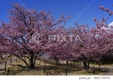 上関城山歴史公園の満開の河津桜 上関城山歴史公園の満開の河津桜 68272054