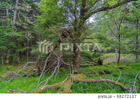 大阿原湿原(入笠山) 大阿原湿原(入笠山) 68272137