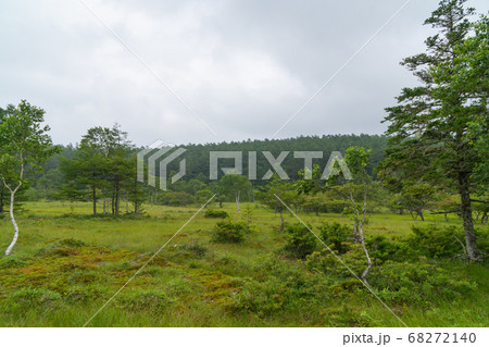 大阿原湿原（入笠山） 68272140