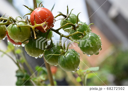 家庭菜園　雨上がりのミニトマト 68272502