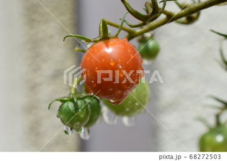 家庭菜園　雨上がりのミニトマト 68272503