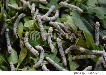 カイコ 養蚕場 カイコ 養蚕場 68272532