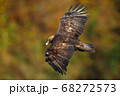 秘境の峠、紅葉の中を飛ぶイヌワシ 68272573