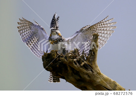 湖畔の朝飛翔してきたヤマセミ 68272576