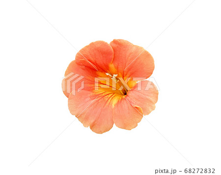 ノウゼンカズラの花　切り抜き 68272832