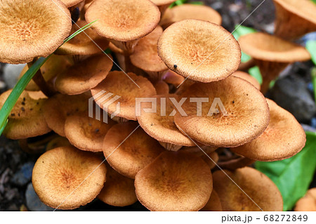 ナラタケモドキ 68272849